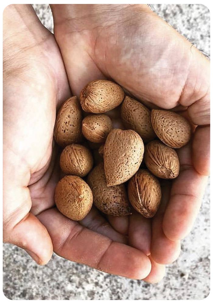 Old Kind of almonds