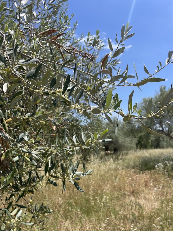 Olive Trees in Sicily