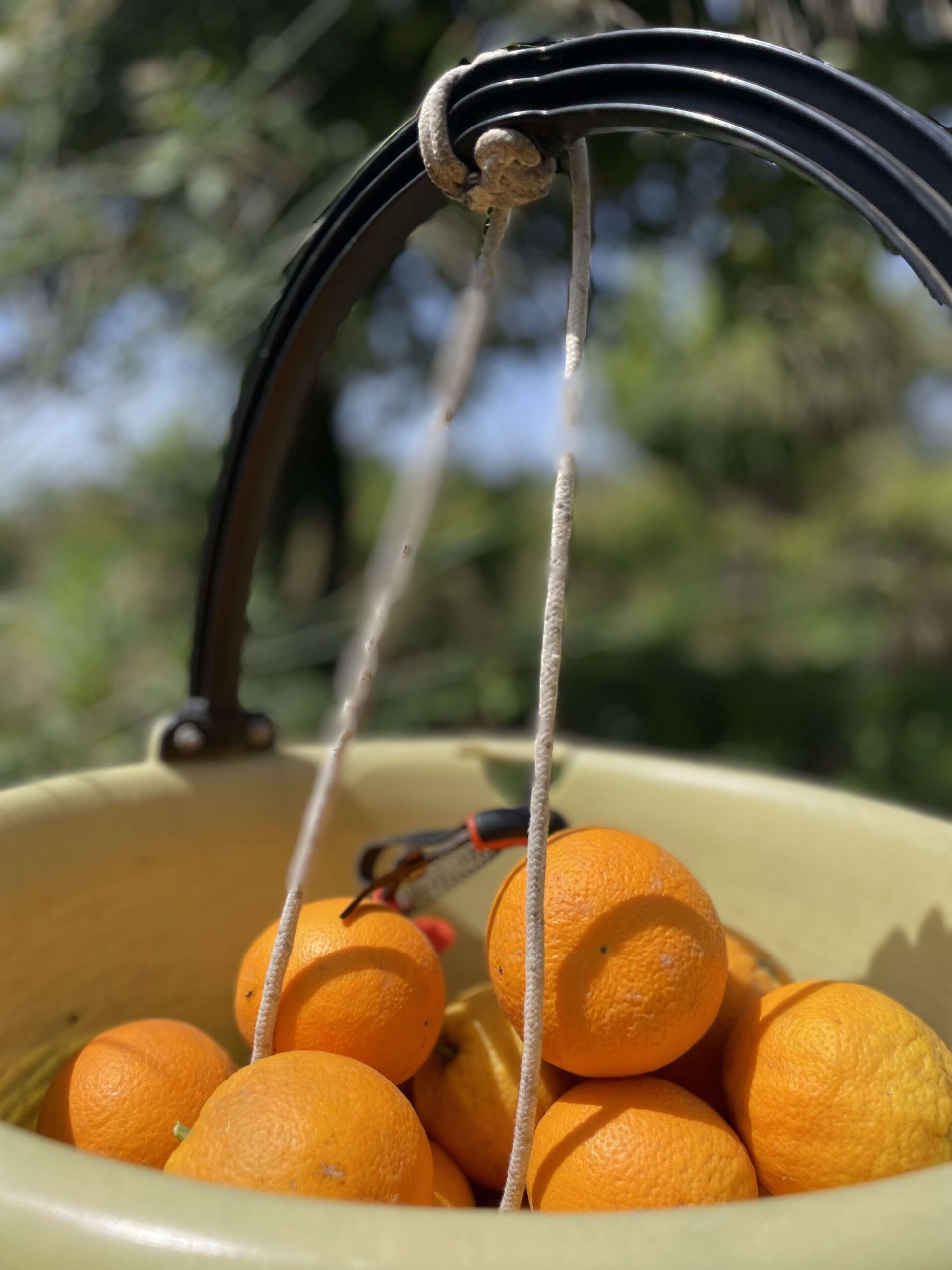 Sicilian Valencia Oranges