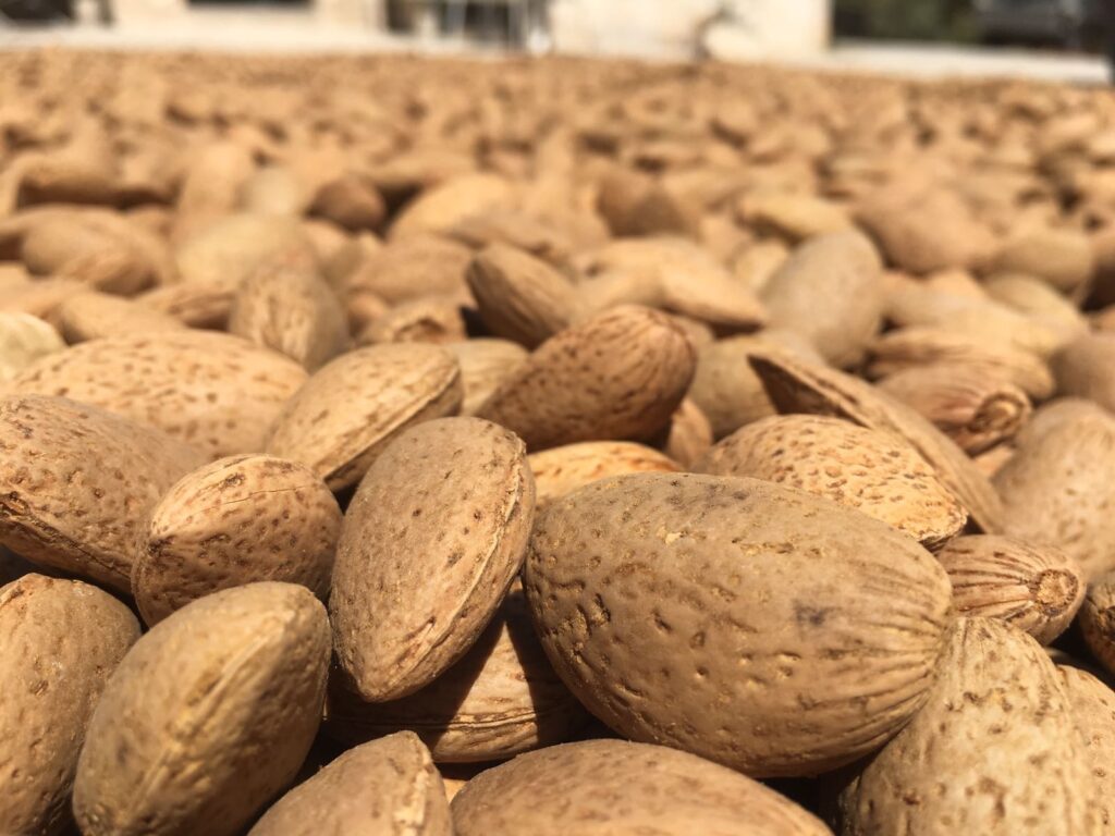 Sicilian almonds drying naturally in the late-summer sun