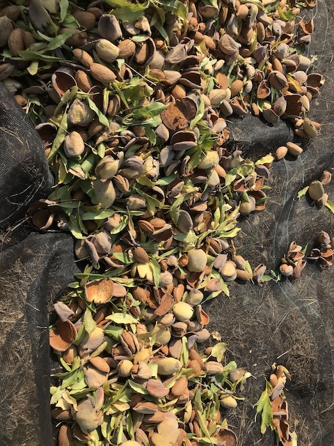 Freshly harvested Sicilian almonds with their husks at Three Farms Island