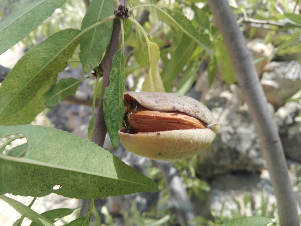 Sicilian almonds growing on an almond tree at Three Farms Island