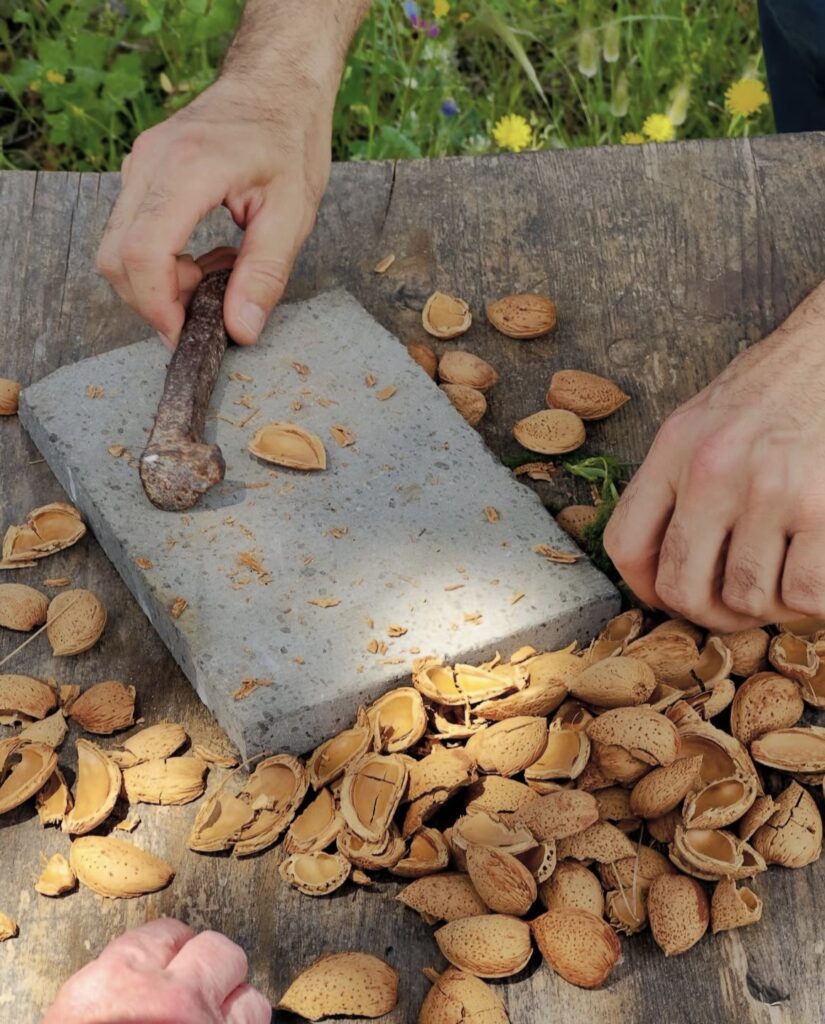 Traditional Sicilian almonds grown without irrigation