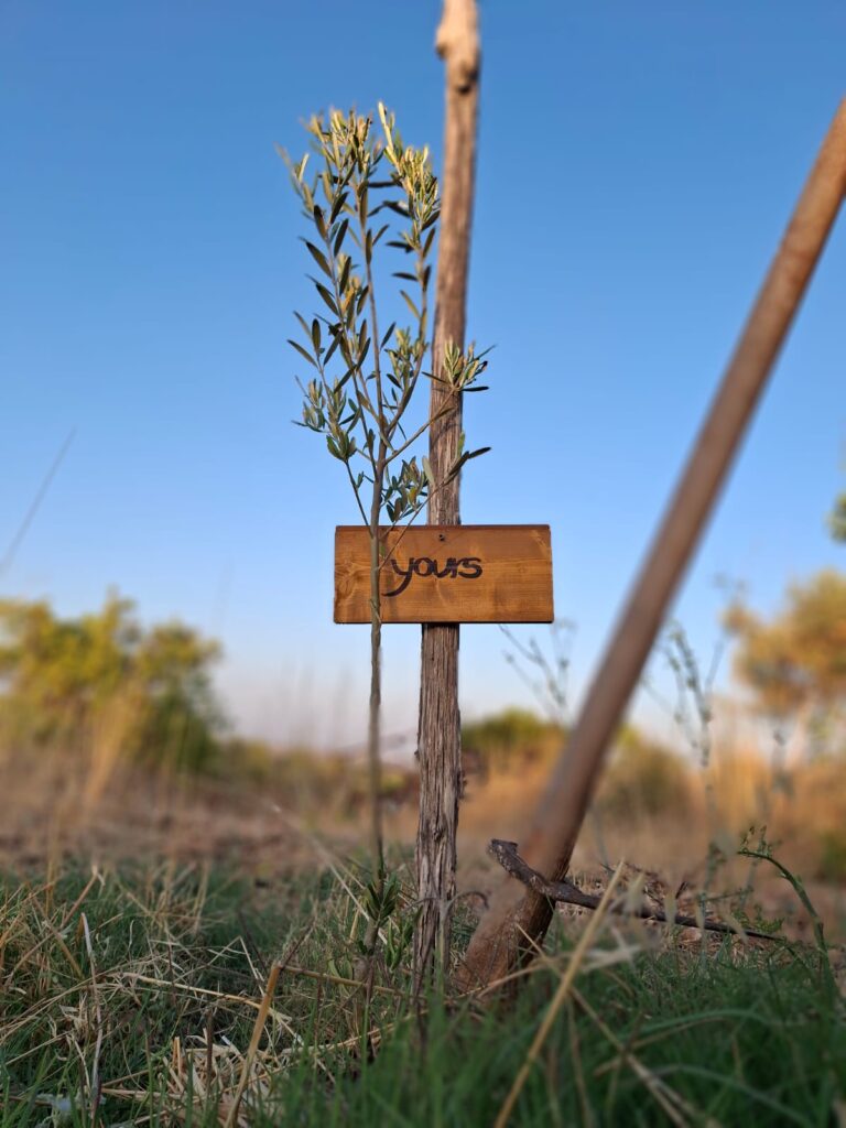 Young olive tree planted at Three Farms Island in Sicily with a personalized name plaque
